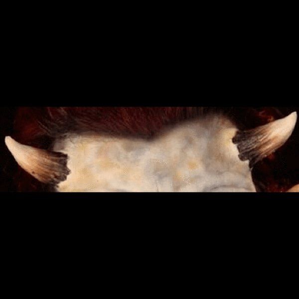 Medium Horns | Foam Latex Prosthetic Appliance